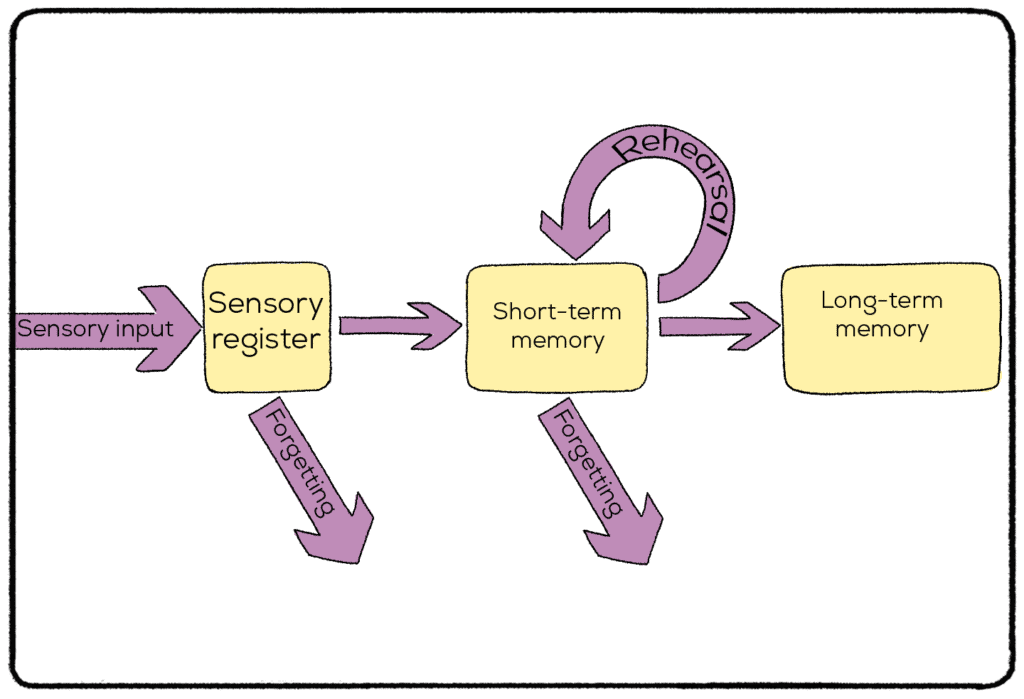 diagram of memory processing, from sensory input to long-term memory 