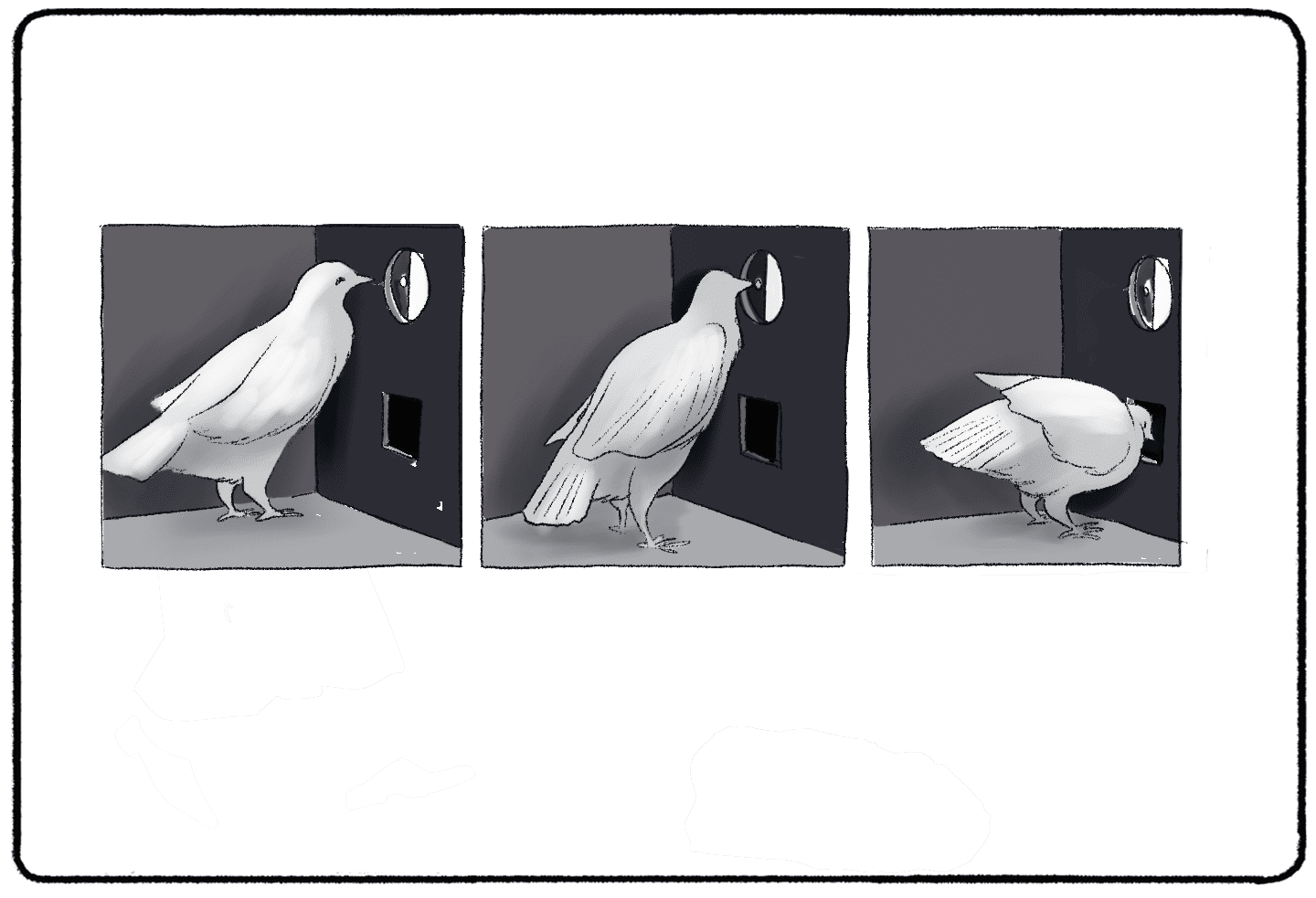 pigeon in a skinner box