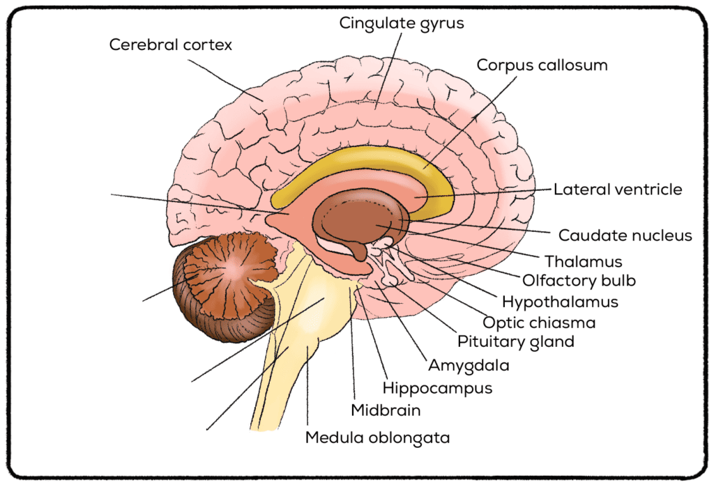 map of the brain 