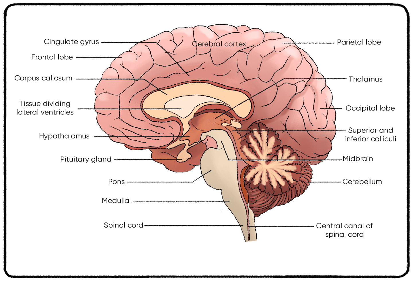 different parts of the brain 