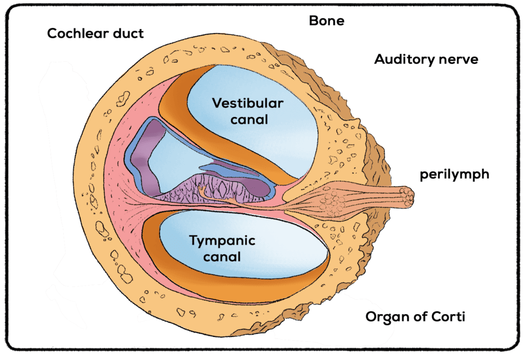 organ of corti 