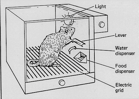 Skinner's Box Example