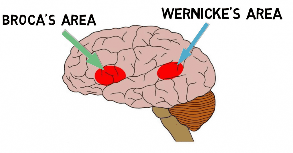 Wernickes and Brocas area