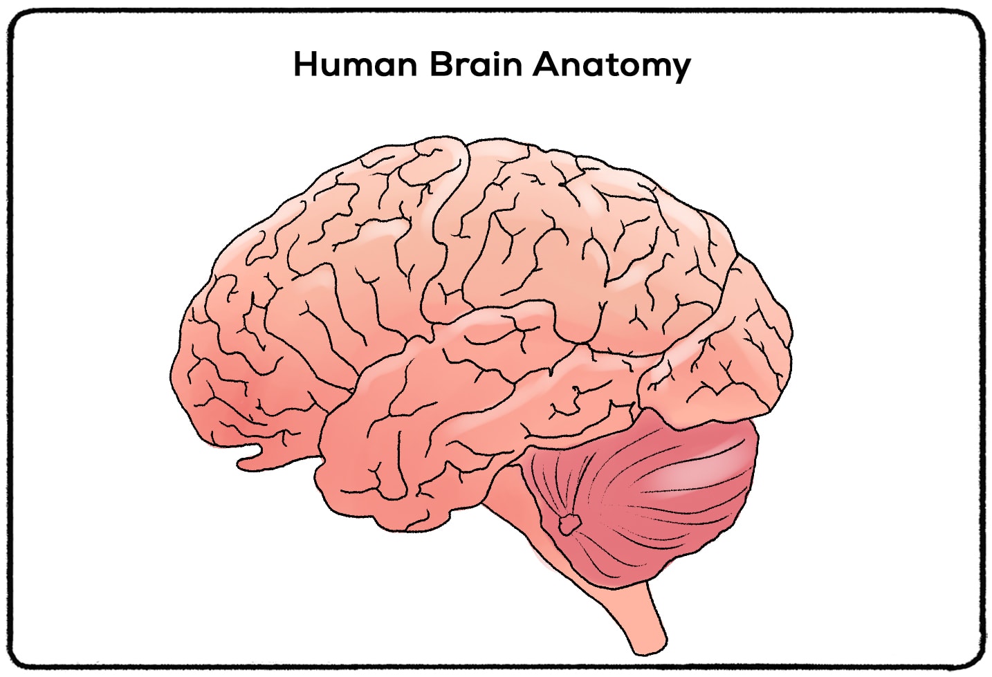 human brain 