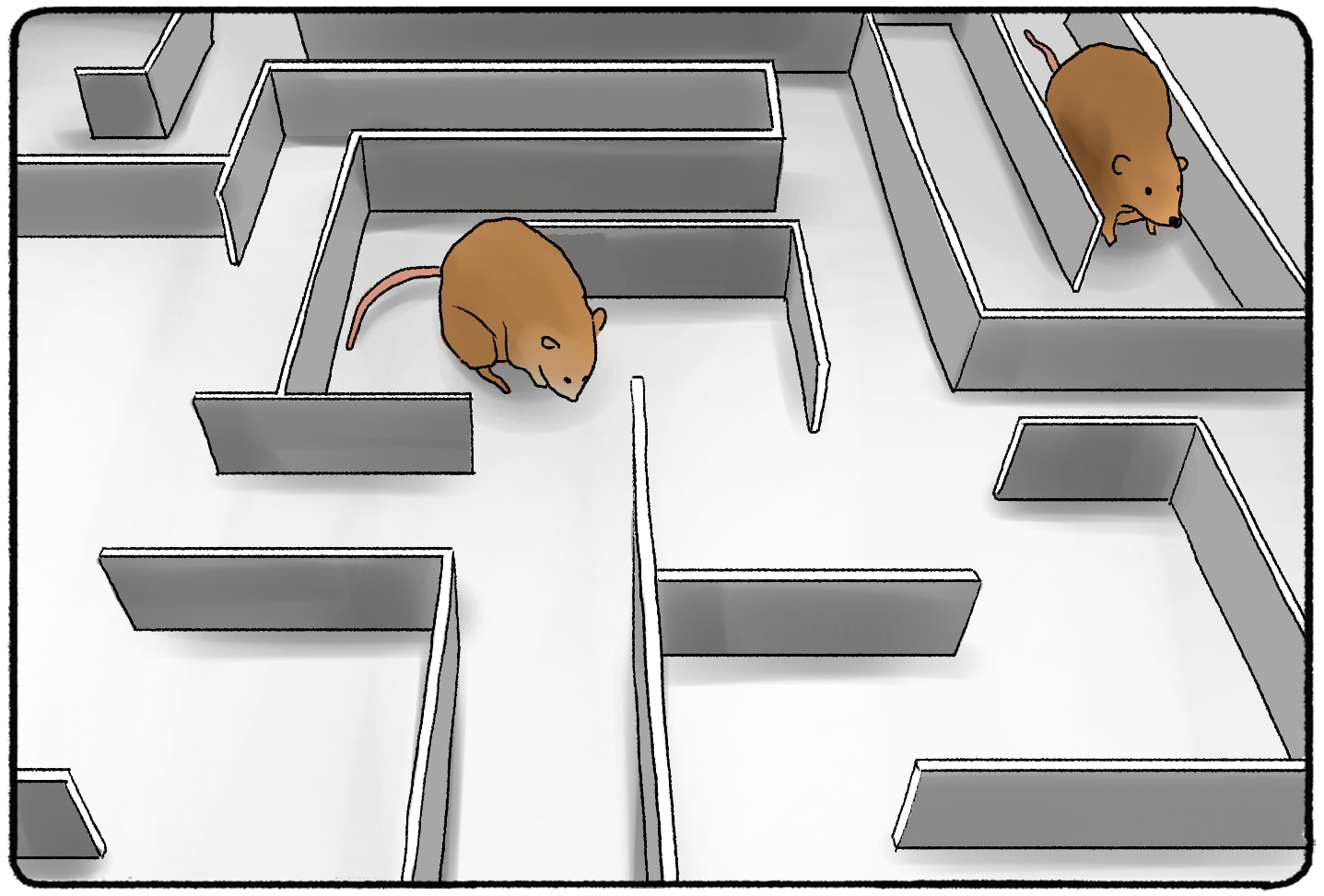 rat in a maze