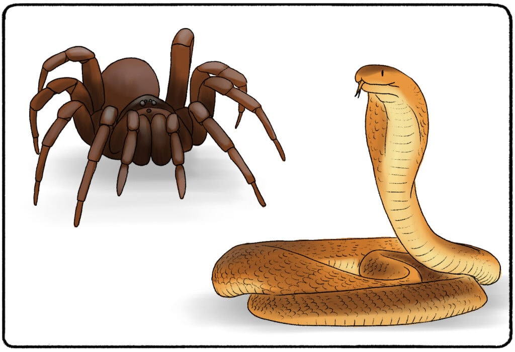 a spider and a snake